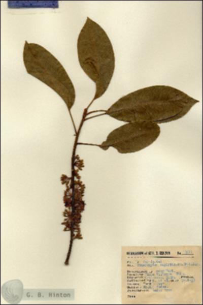 URN_catalog_HBHinton_herbarium_13911.jpg.jpg