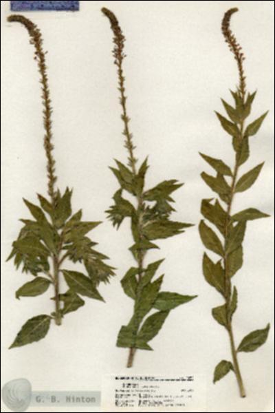 URN_catalog_HBHinton_herbarium_20252.jpg.jpg