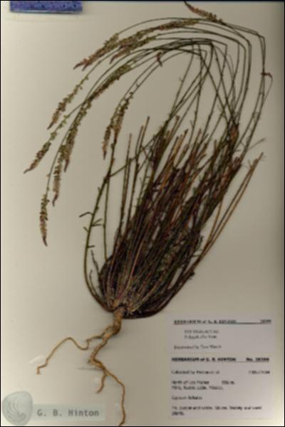 URN_catalog_HBHinton_herbarium_28399.jpg.jpg
