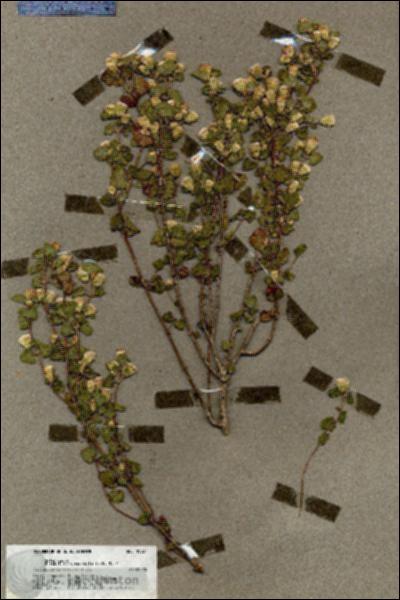 URN_catalog_HBHinton_herbarium_19827.jpg.jpg