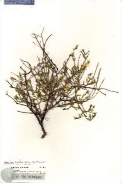 URN_catalog_HBHinton_herbarium_20240.jpg.jpg
