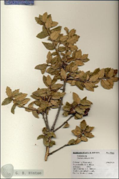 URN_catalog_HBHinton_herbarium_25923.jpg.jpg