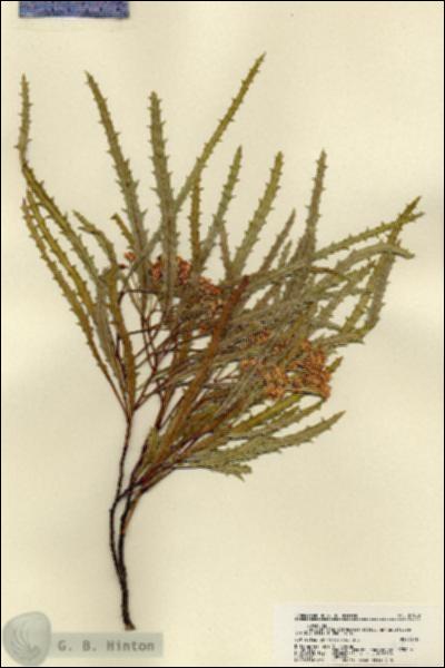 URN_catalog_HBHinton_herbarium_21989.jpg.jpg