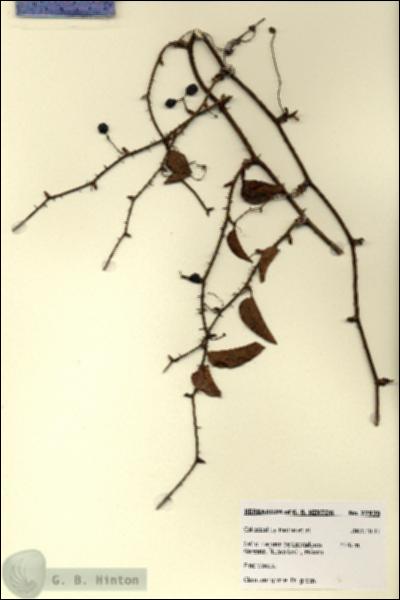 URN_catalog_HBHinton_herbarium_27939.jpg.jpg
