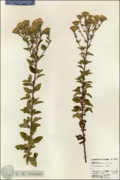 URN_catalog_HBHinton_herbarium_23588.jpg.jpg