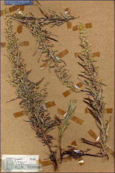 URN_catalog_HBHinton_herbarium_18576.jpg.jpg