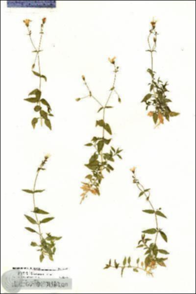 URN_catalog_HBHinton_herbarium_20307.jpg.jpg