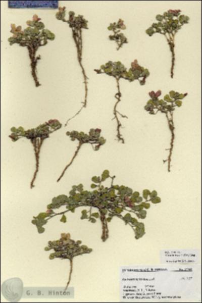 URN_catalog_HBHinton_herbarium_27360.jpg.jpg