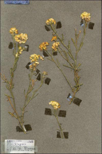 URN_catalog_HBHinton_herbarium_18550.jpg.jpg
