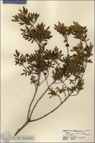 URN_catalog_HBHinton_herbarium_21472.jpg.jpg