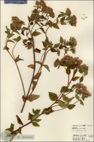 URN_catalog_HBHinton_herbarium_23810.jpg.jpg