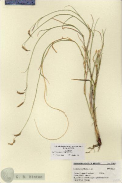 URN_catalog_HBHinton_herbarium_27420.jpg.jpg