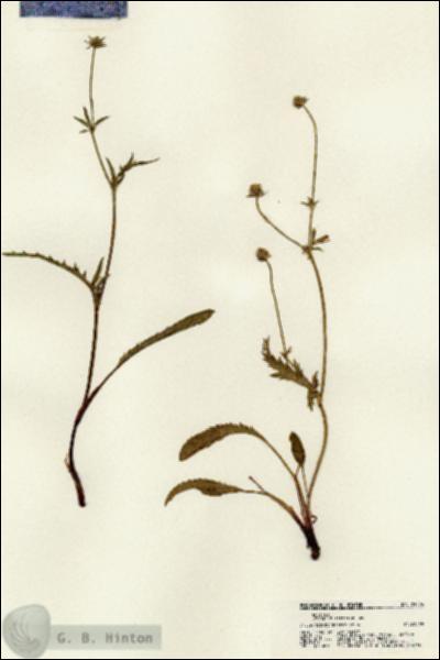URN_catalog_HBHinton_herbarium_21274.jpg.jpg
