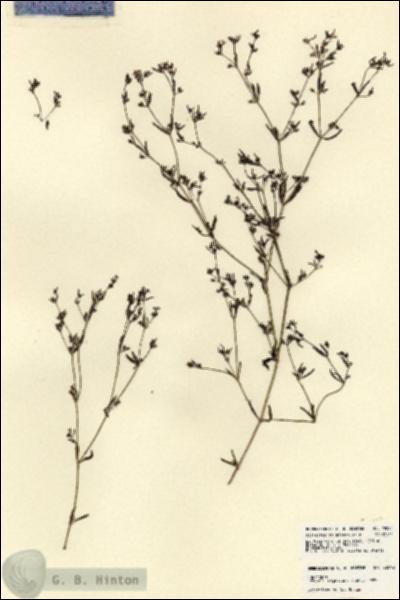 URN_catalog_HBHinton_herbarium_22092.jpg.jpg