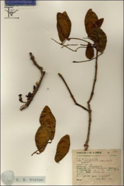 URN_catalog_HBHinton_herbarium_7406.jpg.jpg