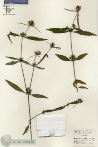 URN_catalog_HBHinton_herbarium_26493.jpg.jpg