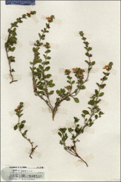 URN_catalog_HBHinton_herbarium_19904.jpg.jpg