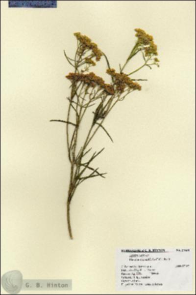 URN_catalog_HBHinton_herbarium_27618.jpg.jpg
