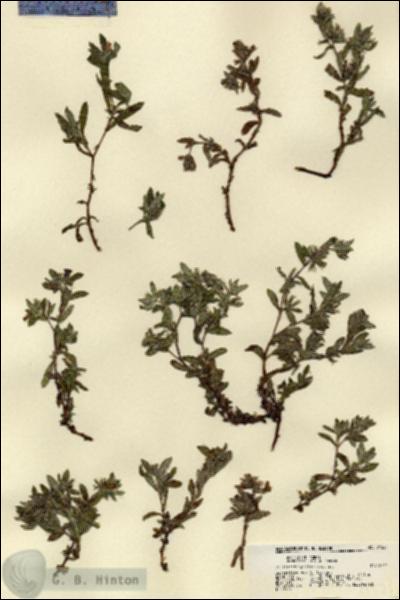 URN_catalog_HBHinton_herbarium_21521.jpg.jpg