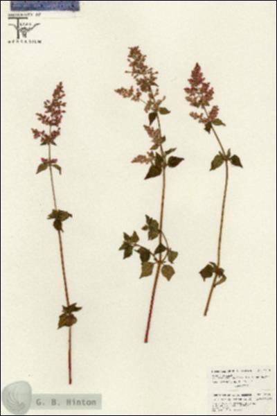 URN_catalog_HBHinton_herbarium_26595.jpg.jpg