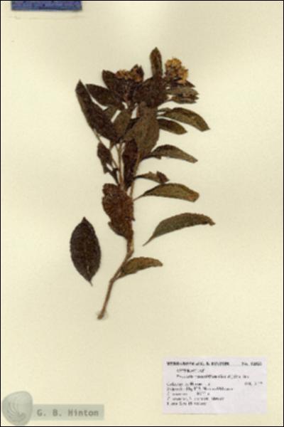 URN_catalog_HBHinton_herbarium_12823.jpg.jpg