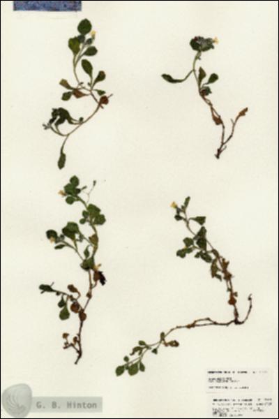 URN_catalog_HBHinton_herbarium_25471.jpg.jpg