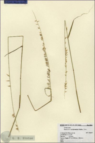 URN_catalog_HBHinton_herbarium_4011.jpg.jpg