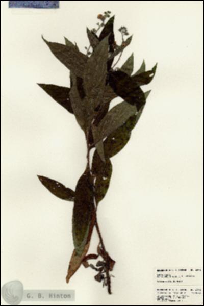 URN_catalog_HBHinton_herbarium_23142.jpg.jpg