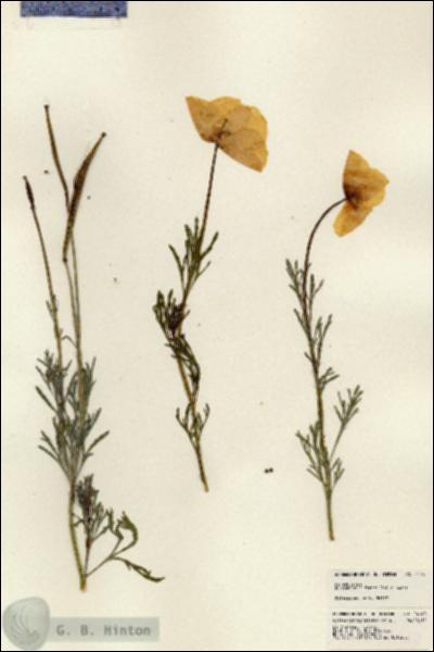 URN_catalog_HBHinton_herbarium_24140.jpg.jpg