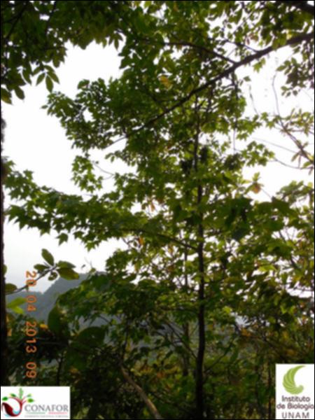 51833_S1_ARC_20130414_021_001.jpg.jpg