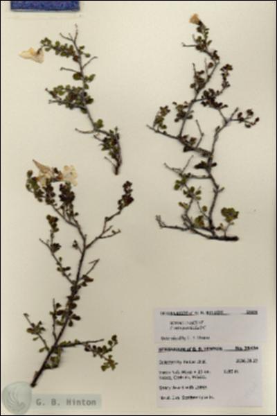 URN_catalog_HBHinton_herbarium_28434.jpg.jpg