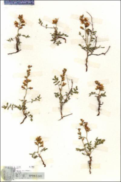 URN_catalog_HBHinton_herbarium_19423.jpg.jpg