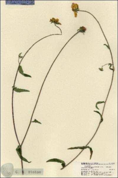 URN_catalog_HBHinton_herbarium_21490.jpg.jpg