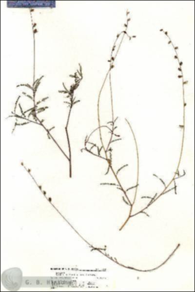 URN_catalog_HBHinton_herbarium_20931.jpg.jpg