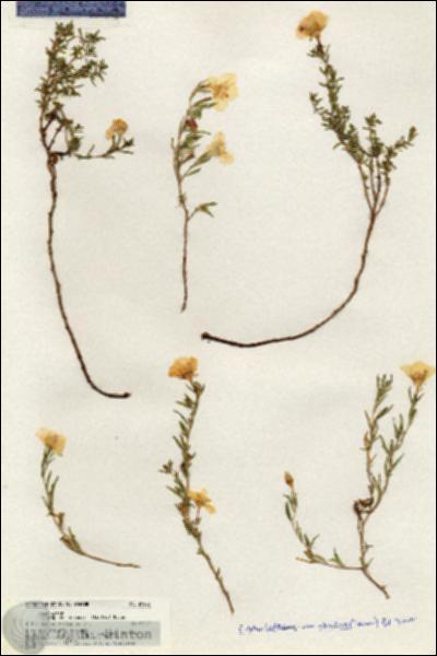 URN_catalog_HBHinton_herbarium_20467.jpg.jpg