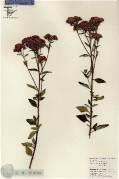 URN_catalog_HBHinton_herbarium_26015.jpg.jpg