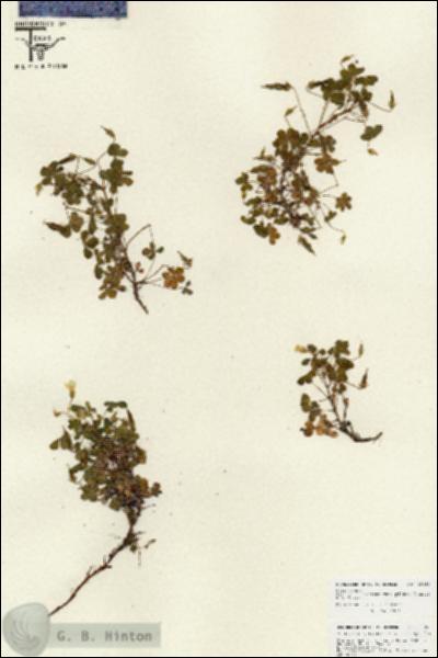 URN_catalog_HBHinton_herbarium_25850.jpg.jpg