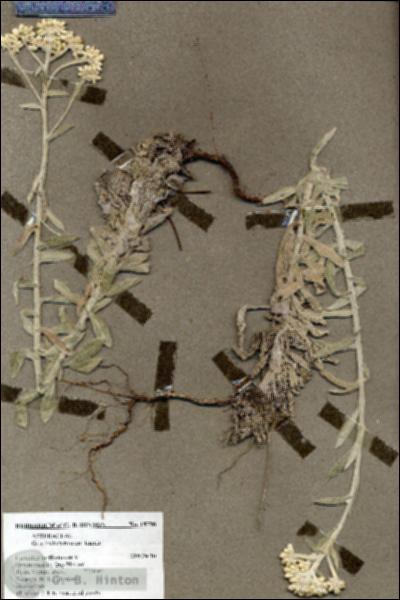 URN_catalog_HBHinton_herbarium_19798.jpg.jpg