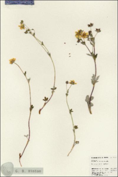 URN_catalog_HBHinton_herbarium_25492.jpg.jpg