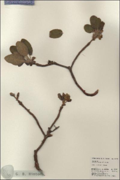 URN_catalog_HBHinton_herbarium_24085.jpg.jpg