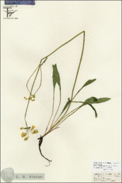 URN_catalog_HBHinton_herbarium_26658.jpg.jpg
