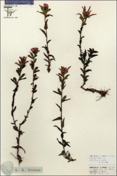URN_catalog_HBHinton_herbarium_26774.jpg.jpg