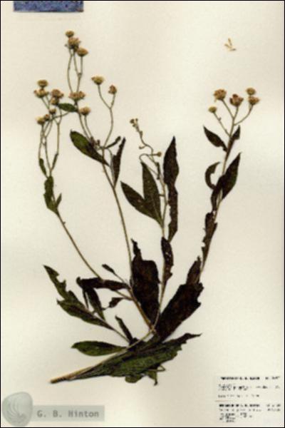 URN_catalog_HBHinton_herbarium_24190.jpg.jpg