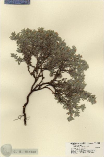 URN_catalog_HBHinton_herbarium_21786.jpg.jpg