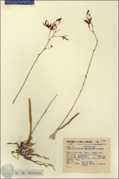 URN_catalog_HBHinton_herbarium_14177.jpg.jpg