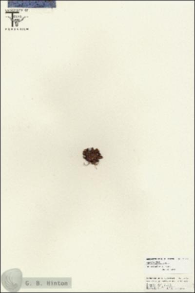 URN_catalog_HBHinton_herbarium_25769.jpg.jpg