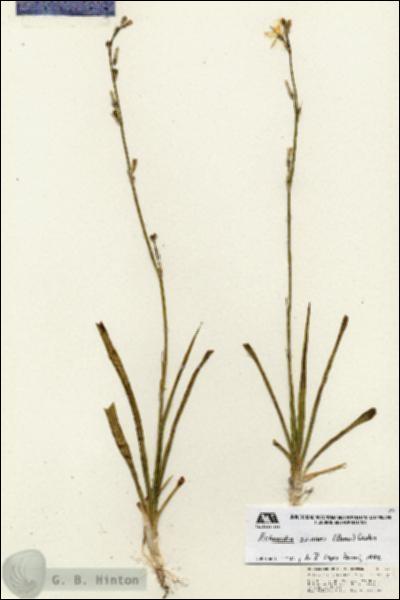 URN_catalog_HBHinton_herbarium_25458.jpg.jpg