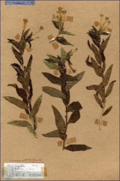 URN_catalog_HBHinton_herbarium_18287.jpg.jpg