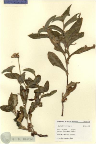 URN_catalog_HBHinton_herbarium_27775.jpg.jpg