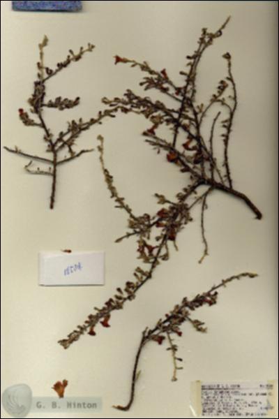 URN_catalog_HBHinton_herbarium_18504.jpg.jpg
